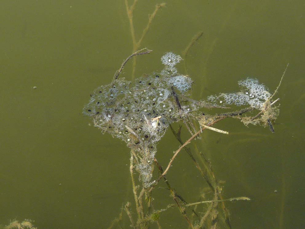 Lago artificiale da naturalizzare in piena Maremma!